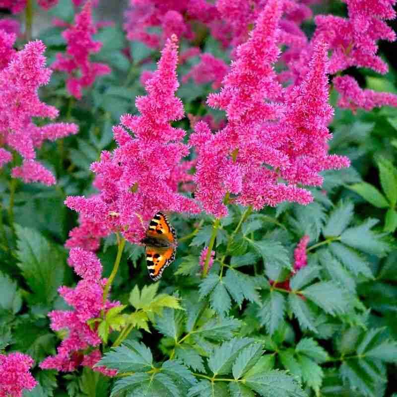 Astilbe's Shade Requirement Creates Vulnerability