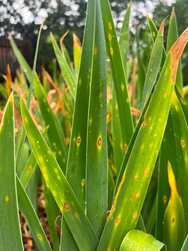 Prevent And Treat Leaf Spot Diseases