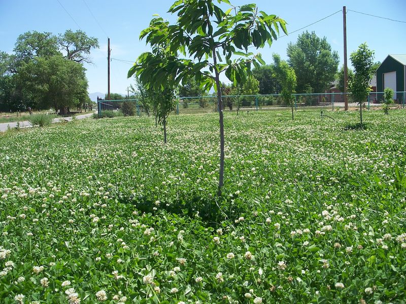Clover Creates Natural Nitrogen