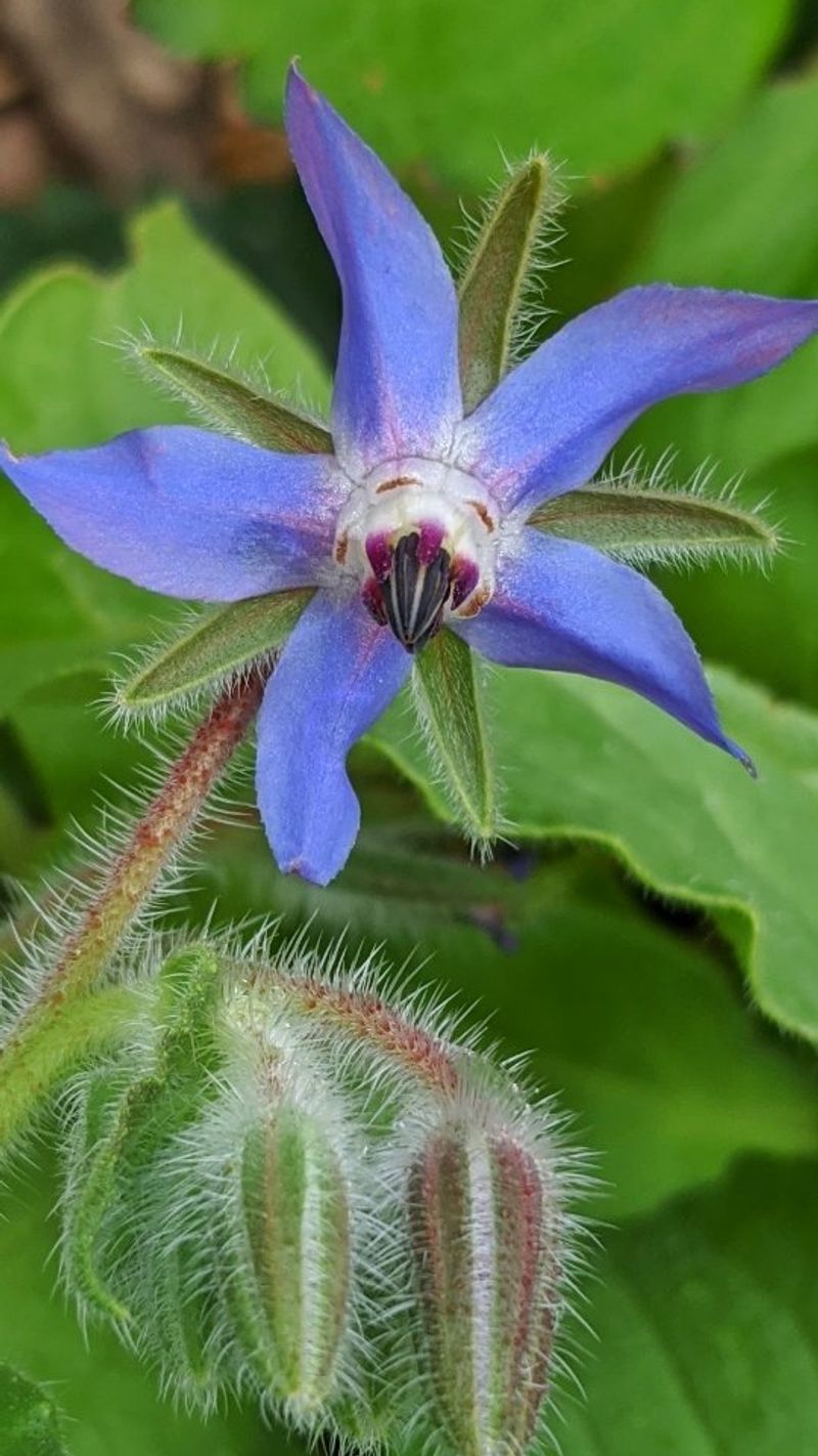 Borage