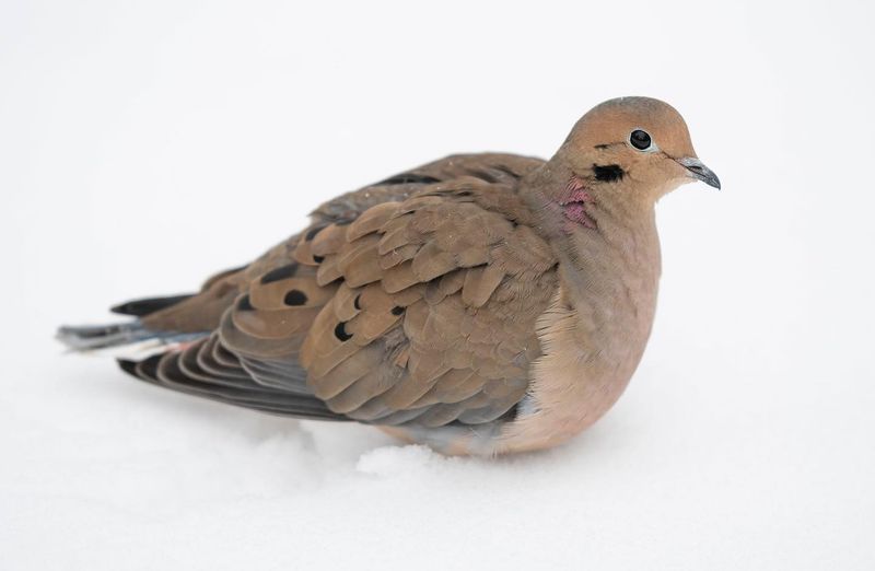 Mourning Dove