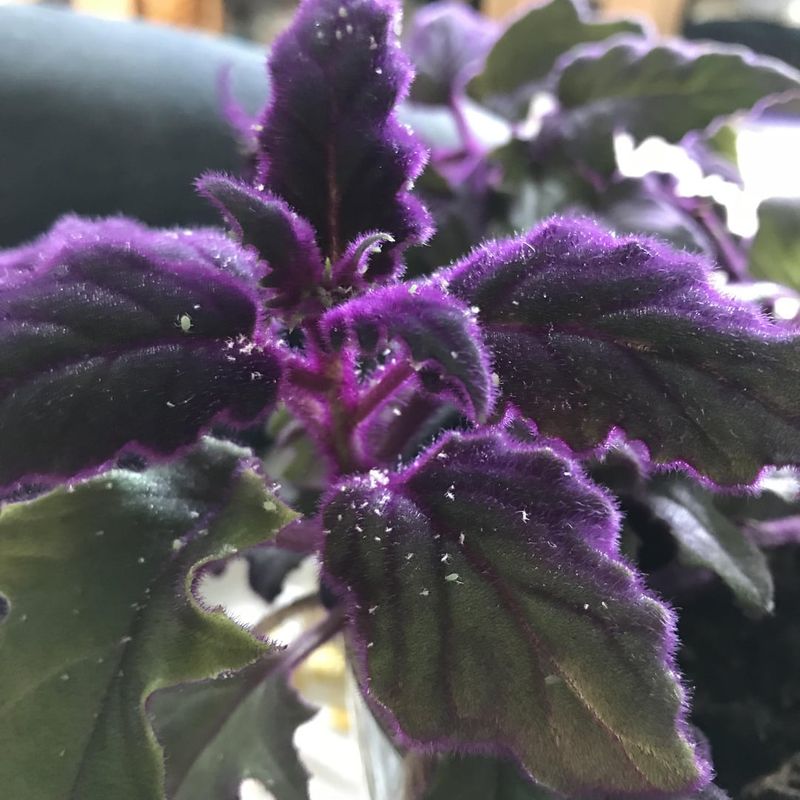 Leaf Color Changes and Causes