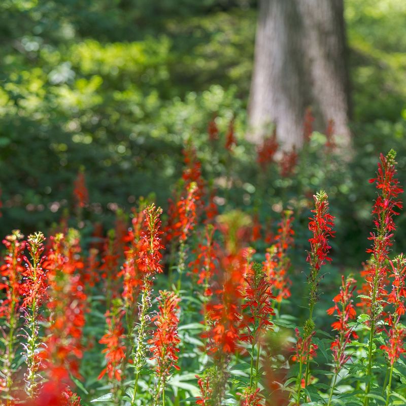 Cardinal Flower