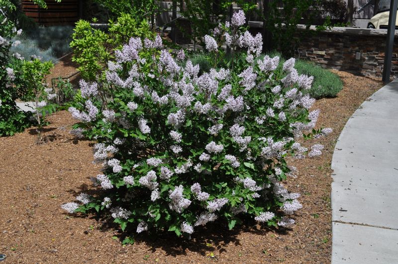 Dwarf Korean Lilac