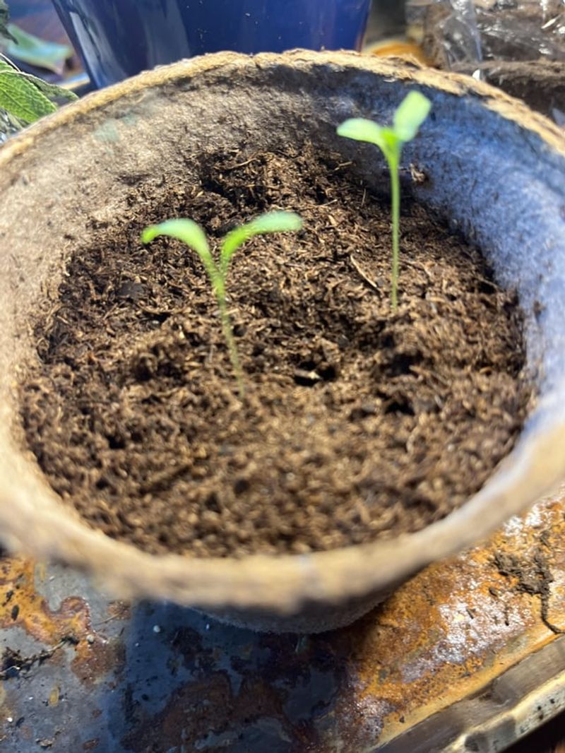 Extremely Sandy Soil