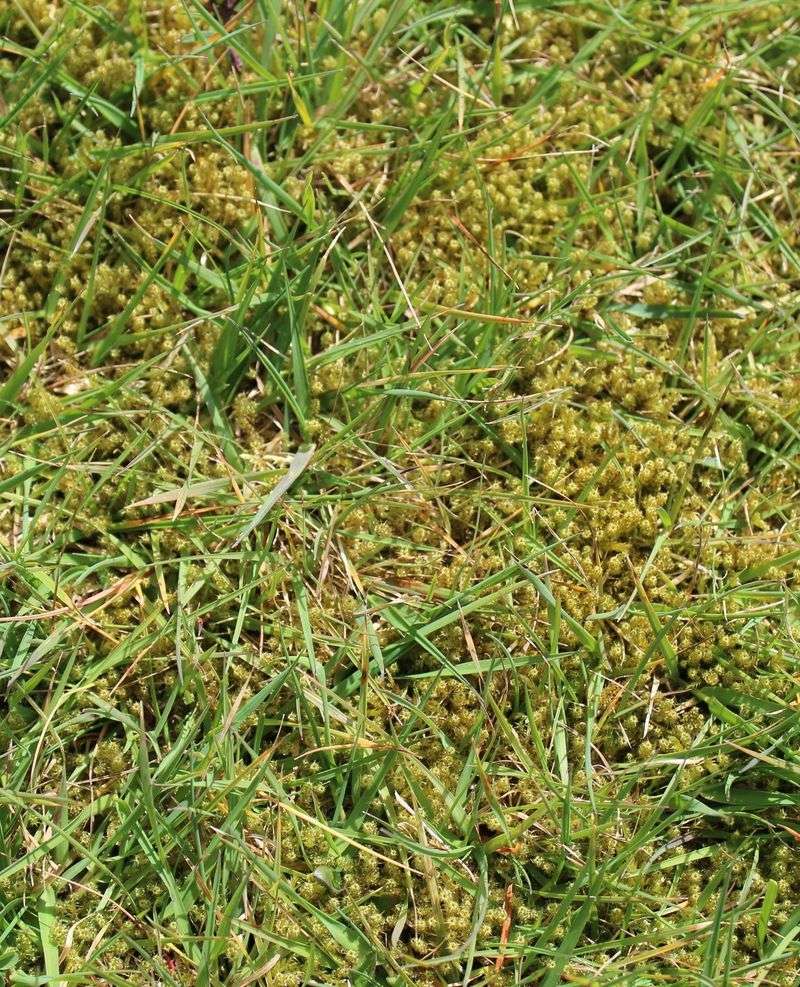 Moss Growth