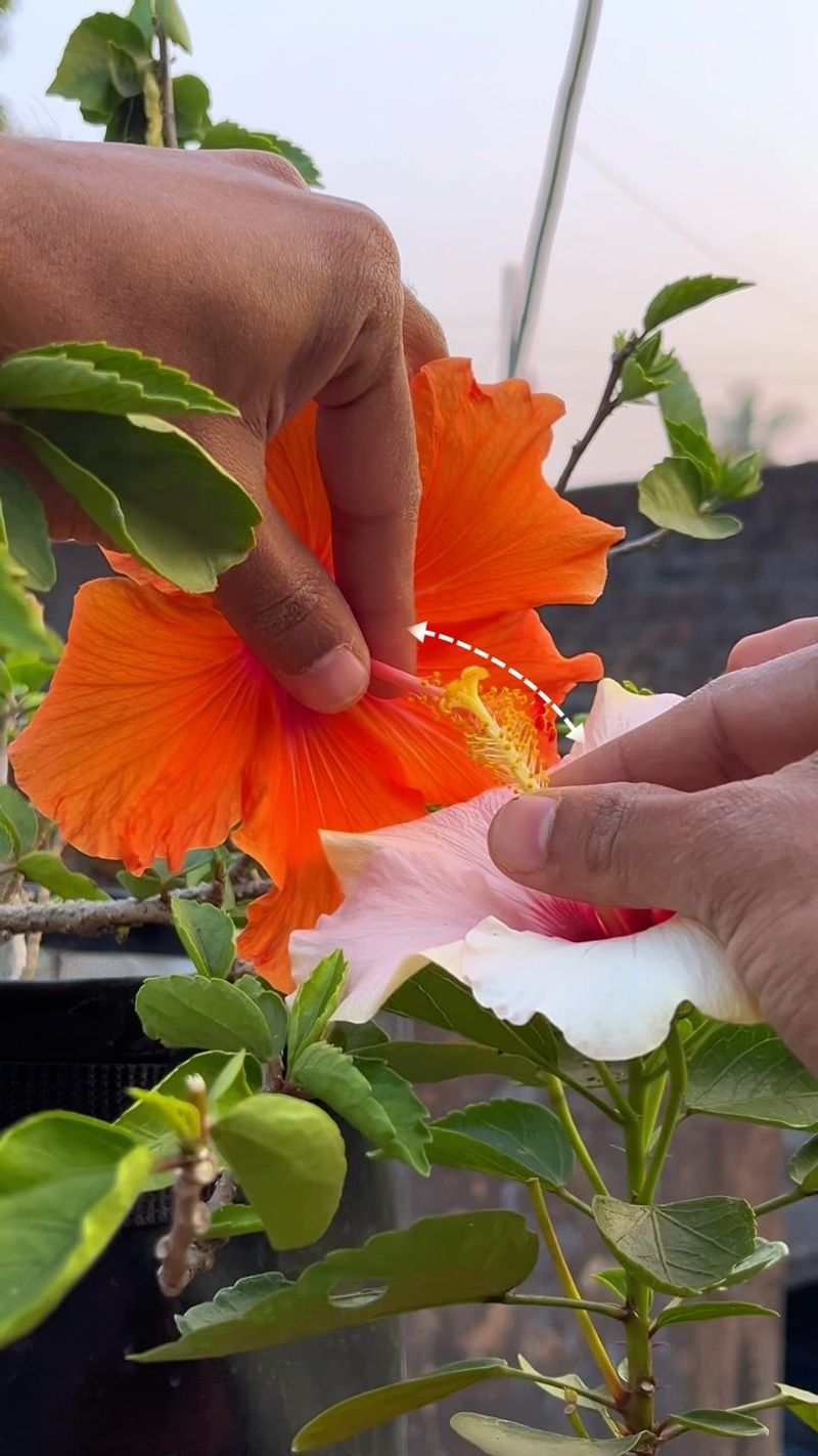 Hand Pollination Techniques