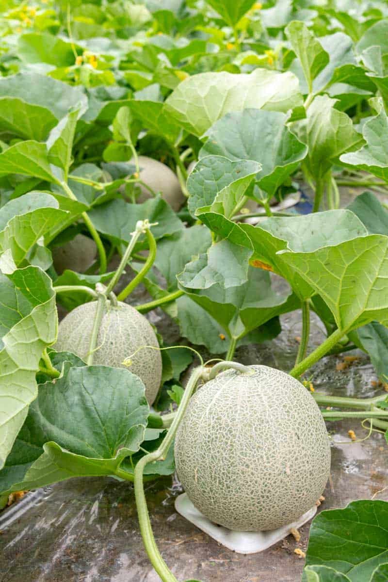 Harvest During The Cool Hours