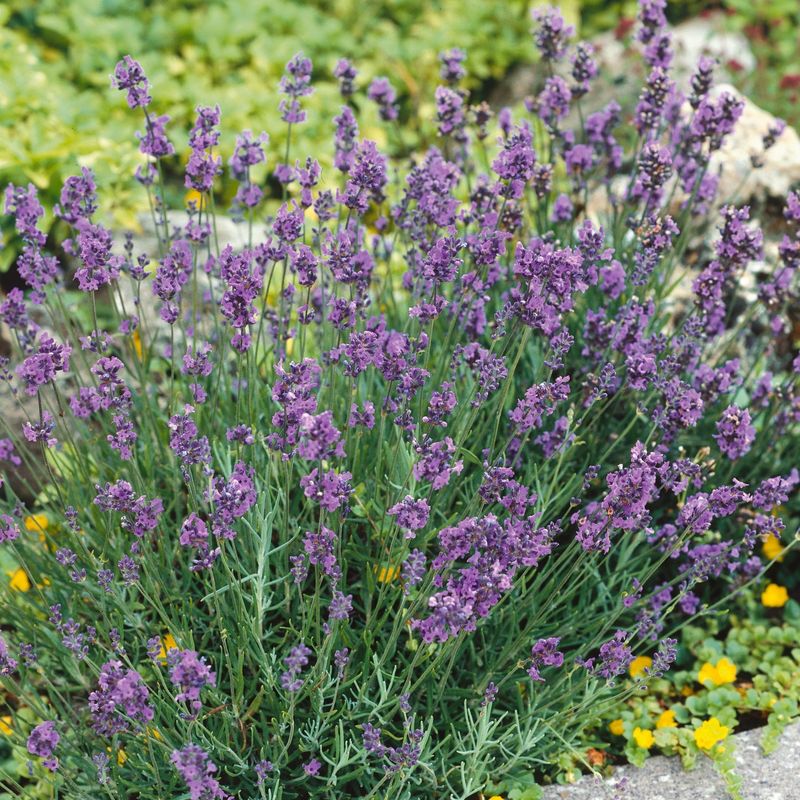 Address Pests Naturally