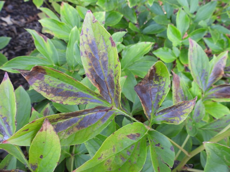 Preventative Disease Management