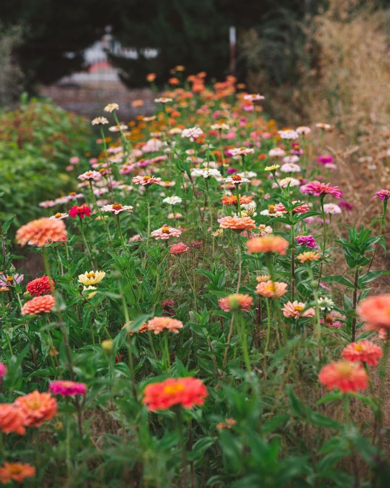 Succession Planting