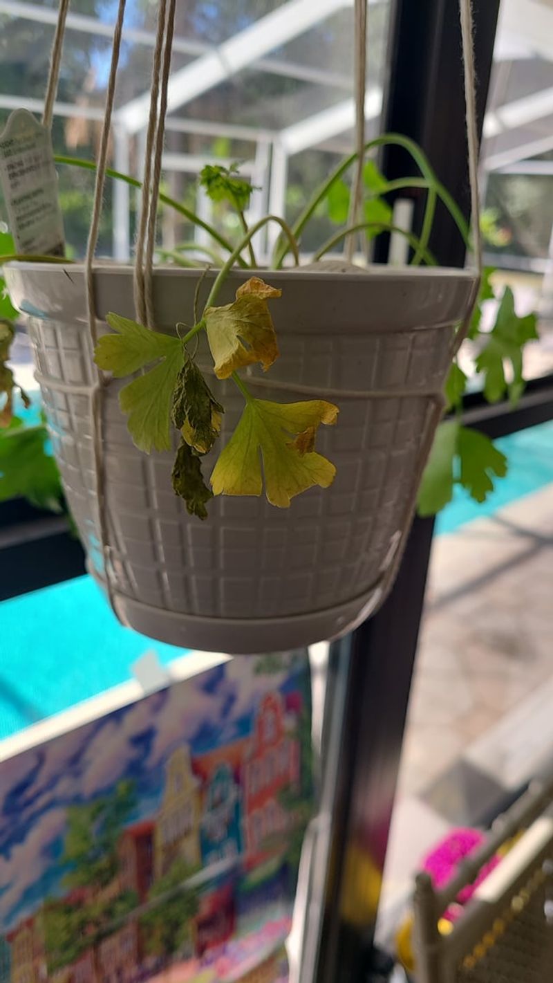 Containers Without Drainage