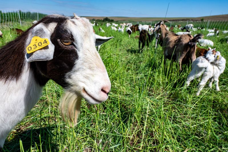 Goat Grazing Method