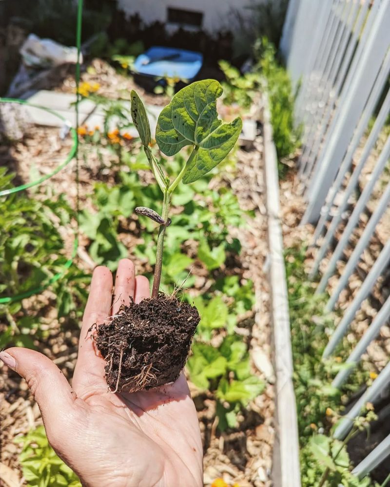 Succession Planting Calendar
