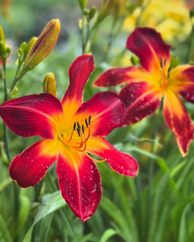 Daylily – The Indestructible Beauty
