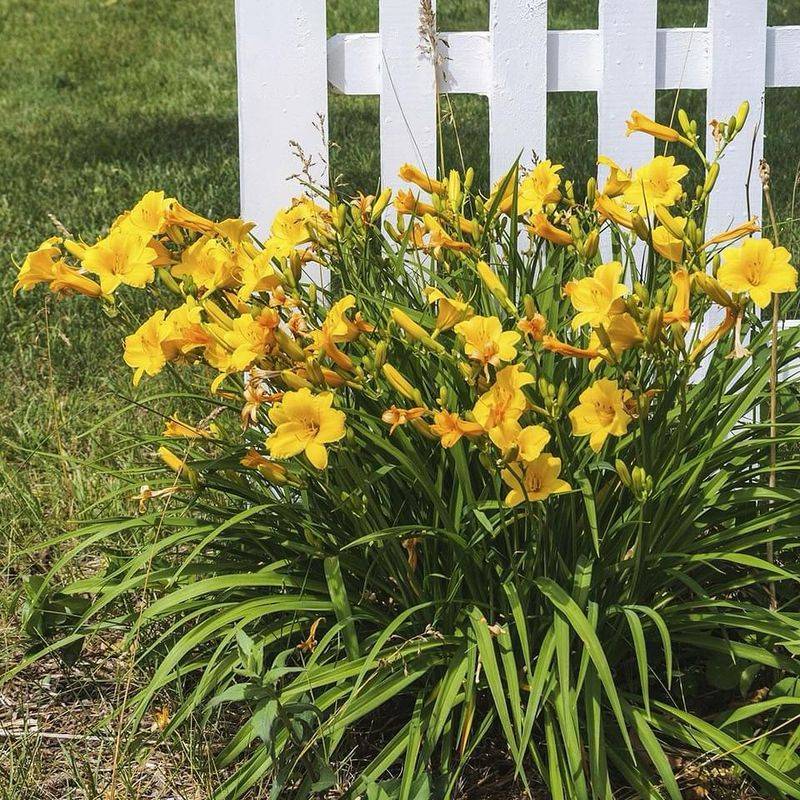 Daylily