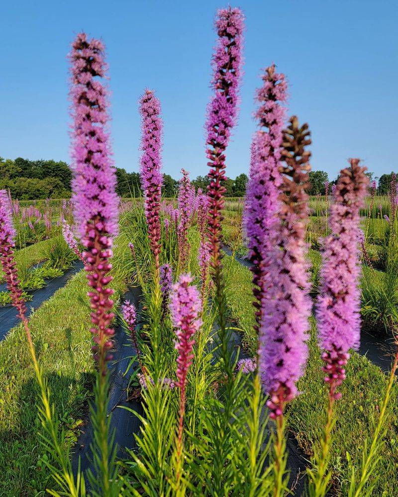 Blazing Star