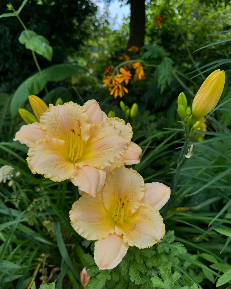 Daylily