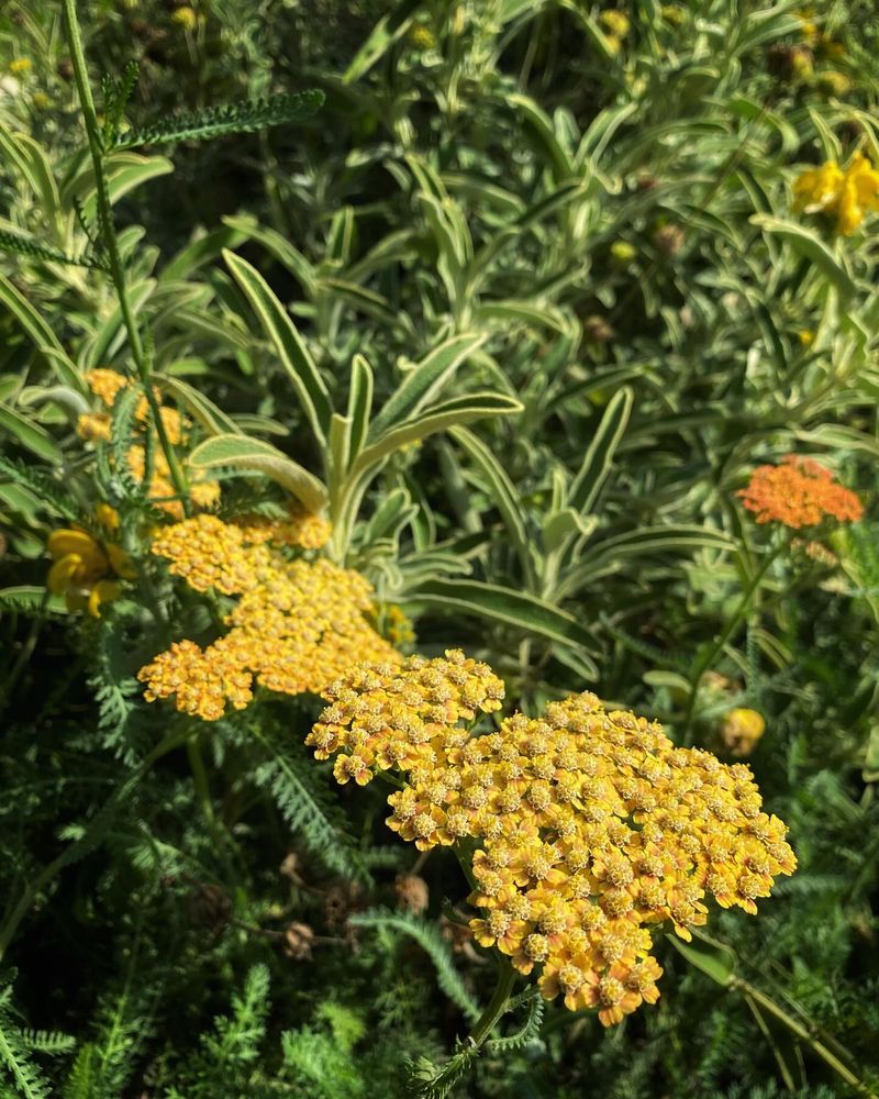 Yarrow