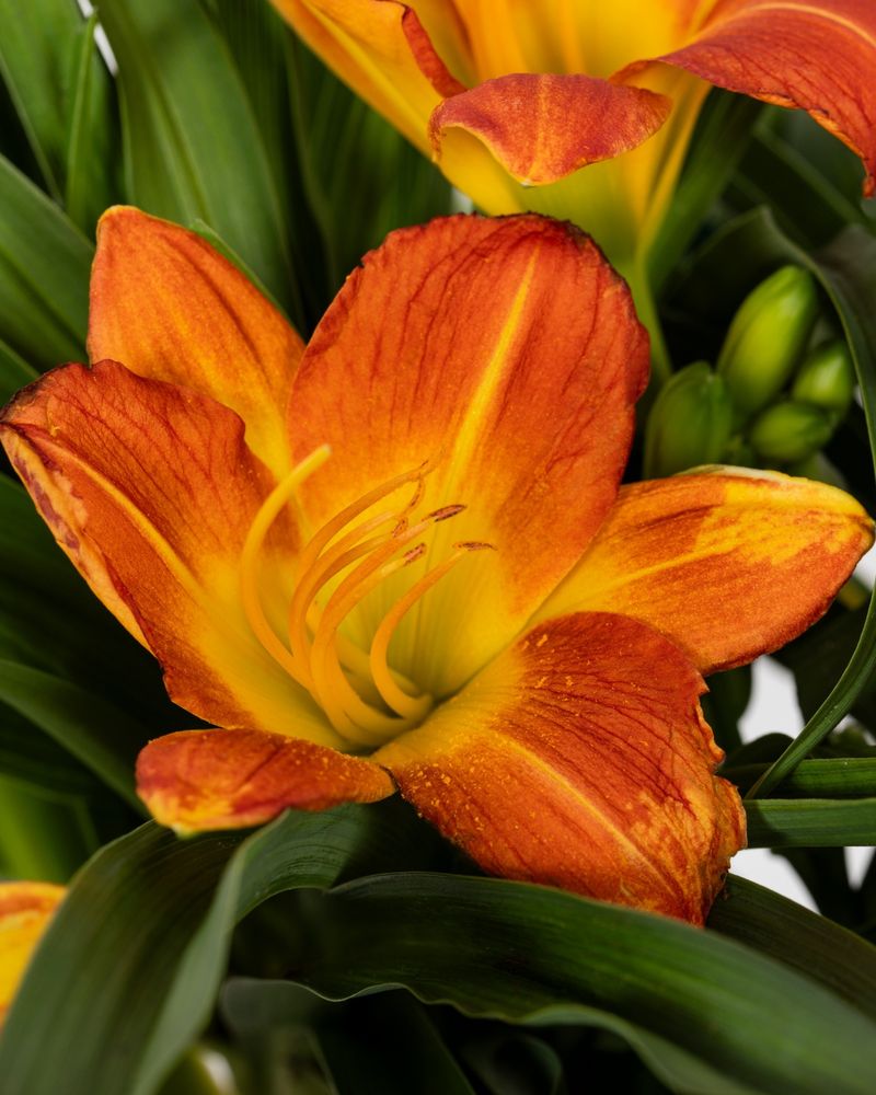 Daylily