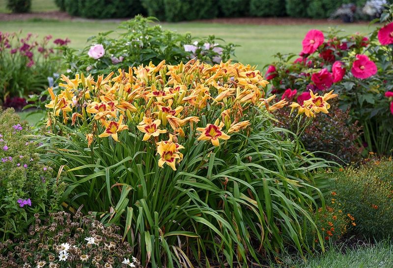 Daylily