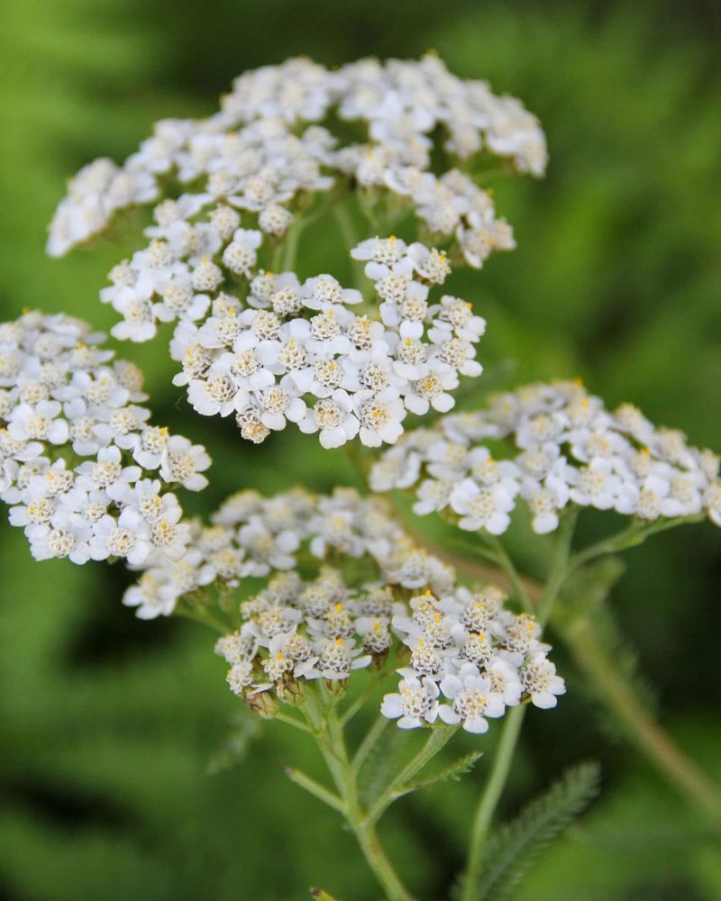 Yarrow (Achillea millefolium)