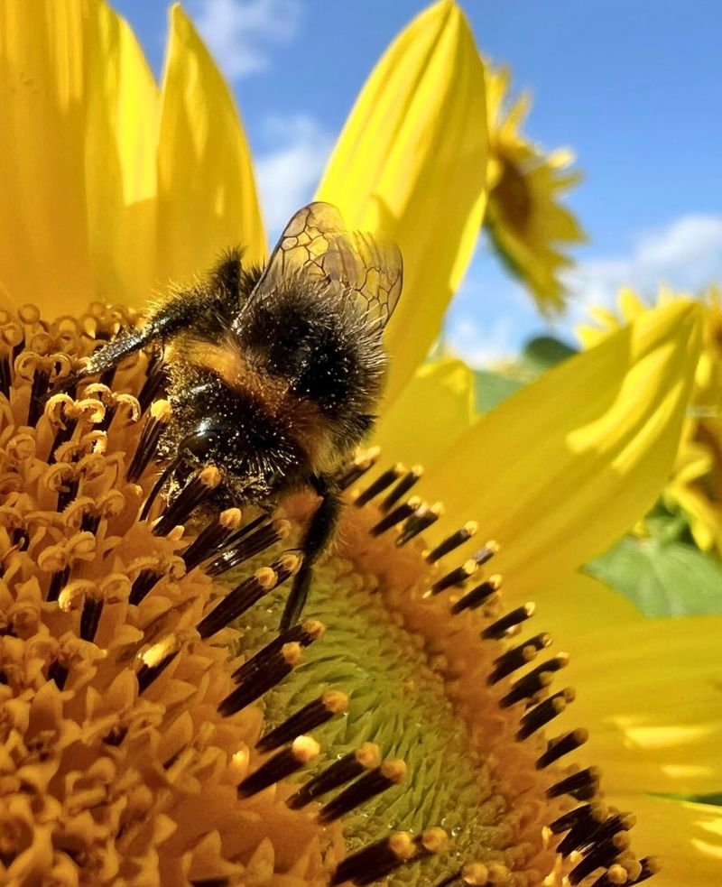 Sunflowers: Cheerful Giants for Buzzing Friends