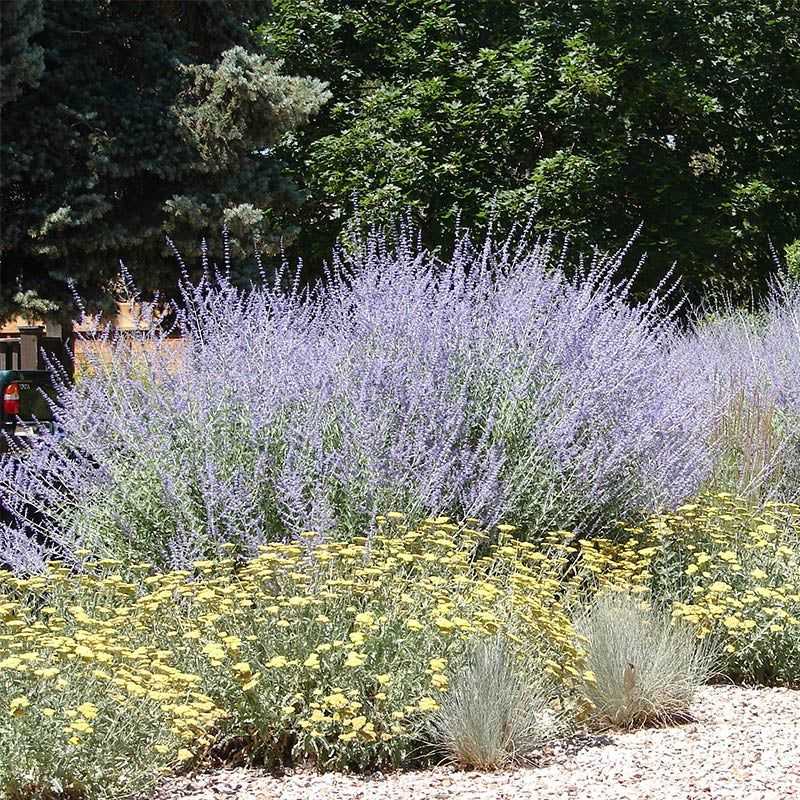 Russian Sage: Silver Cloud Survivor