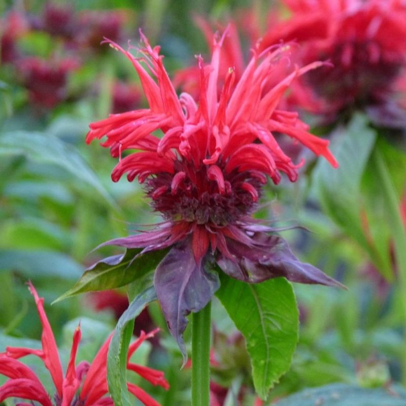 Bee Balm