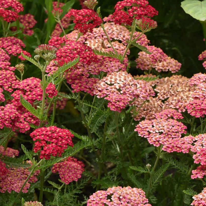 Yarrow