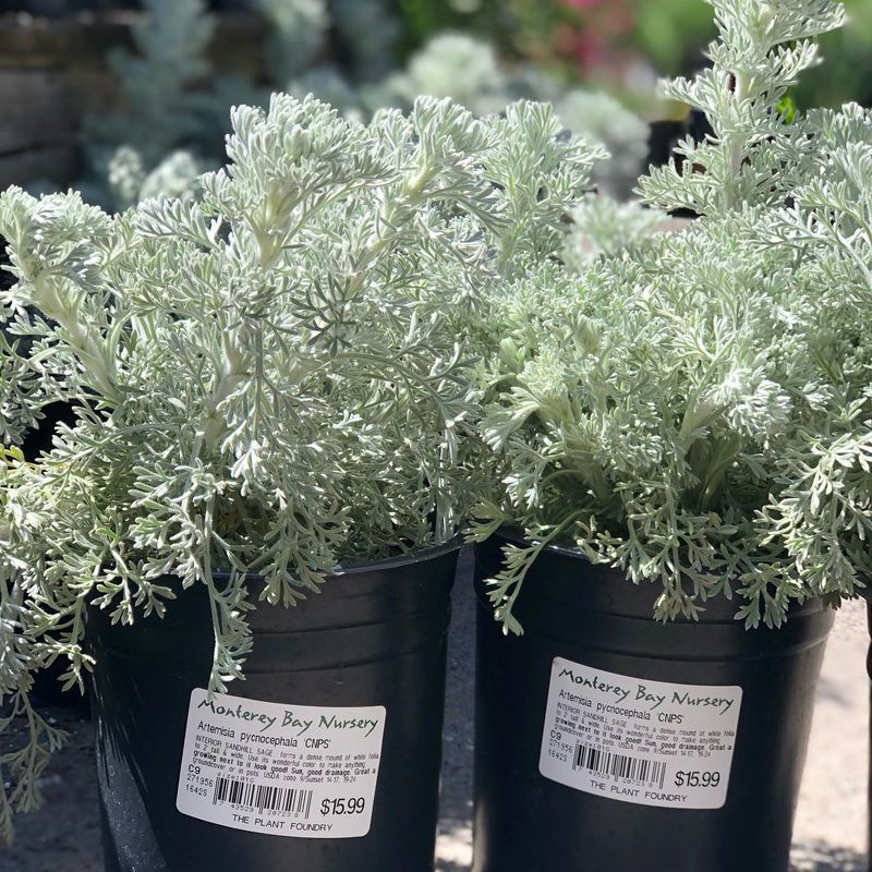 Artemisia
