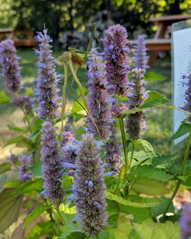 Anise Hyssop