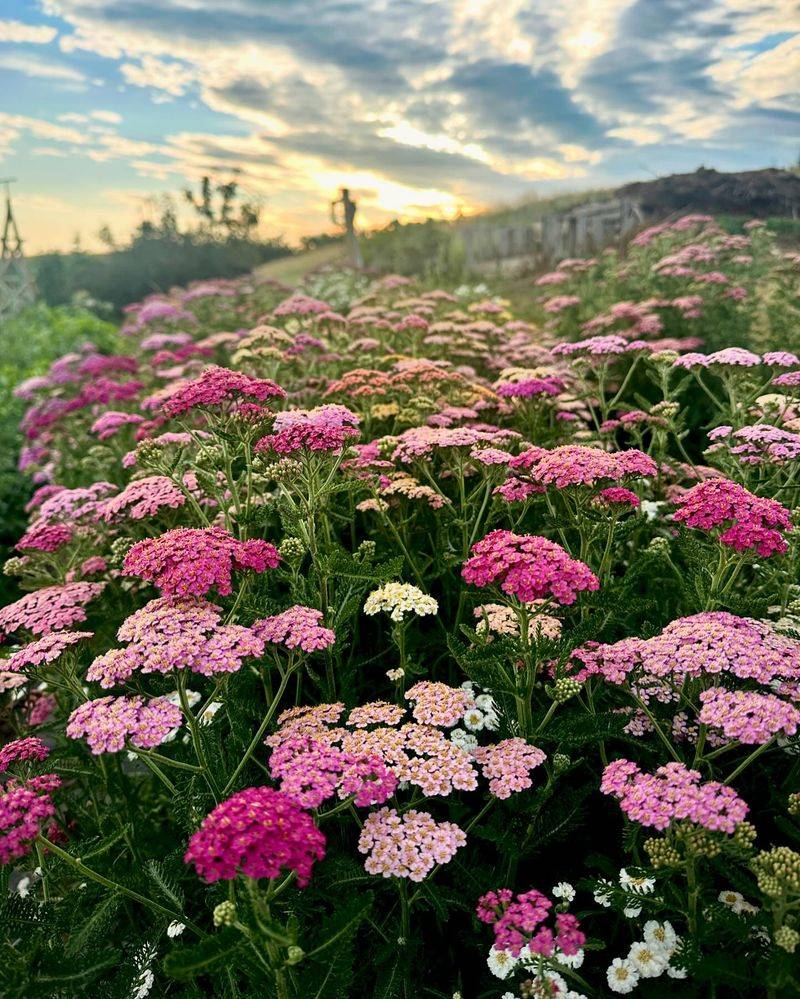 Yarrow