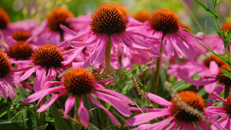 coneflowers