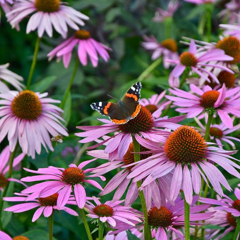 Coneflowers: Nature's Medicine Cabinet