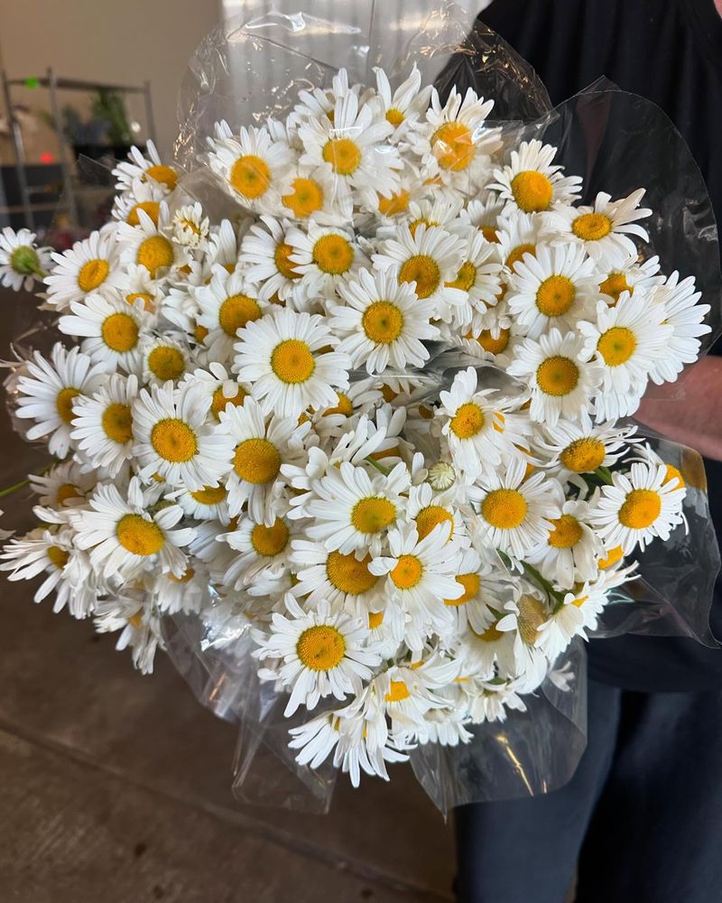 Shasta Daisies - Classic Cottage Charm