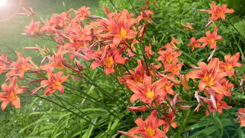 Daylilies: The Truly Indestructible Flower