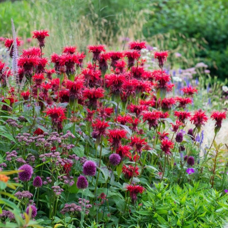 Bee Balm (Monarda)