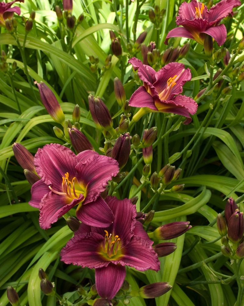 Daylilies Deliver Decades Of Flowers