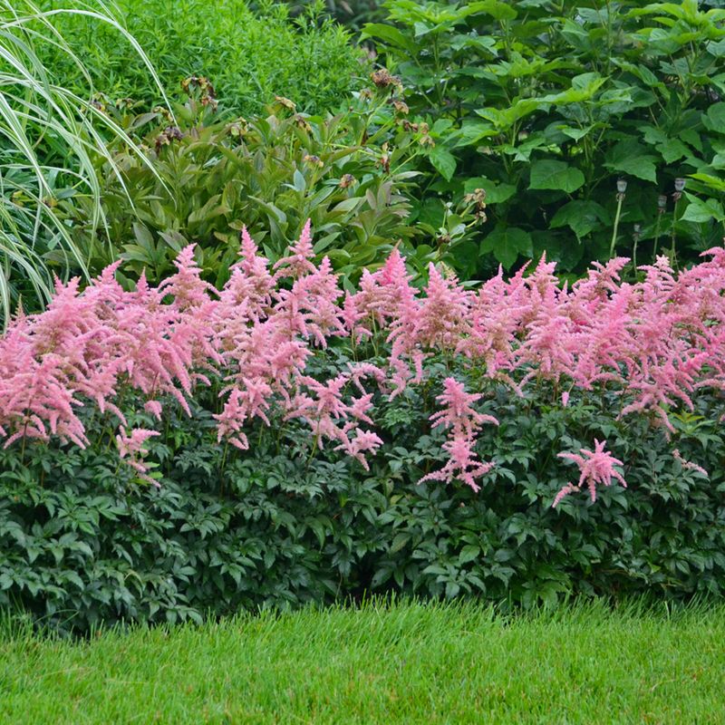Astilbe: Feathery Plumes That Stay in Formation