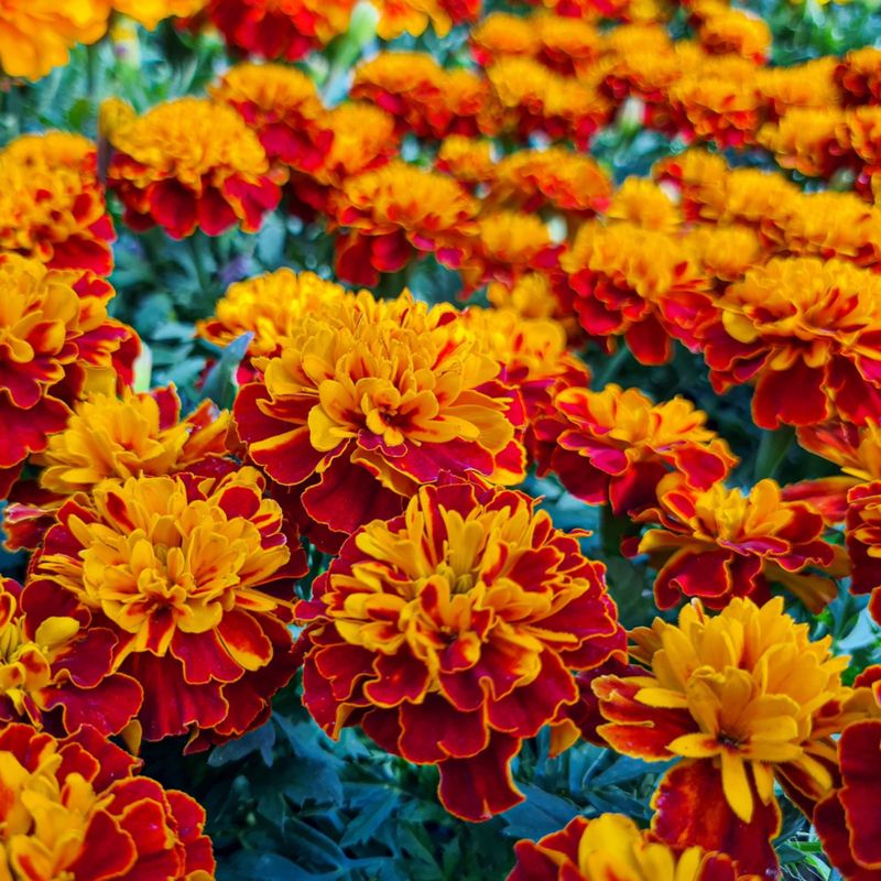 Marigolds: Pest-Repelling Wonders