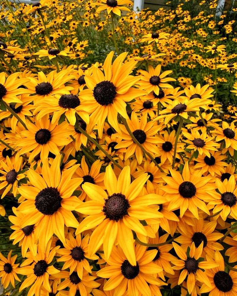 Black-Eyed Susans: Sunshine on Stems