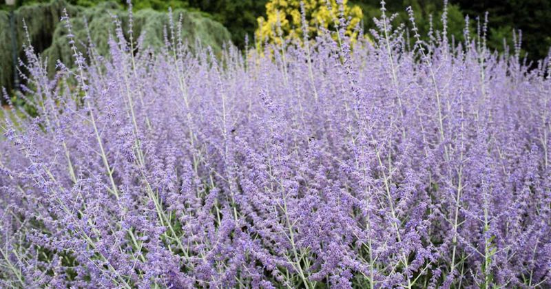 Salvia Needs a Fresh Start