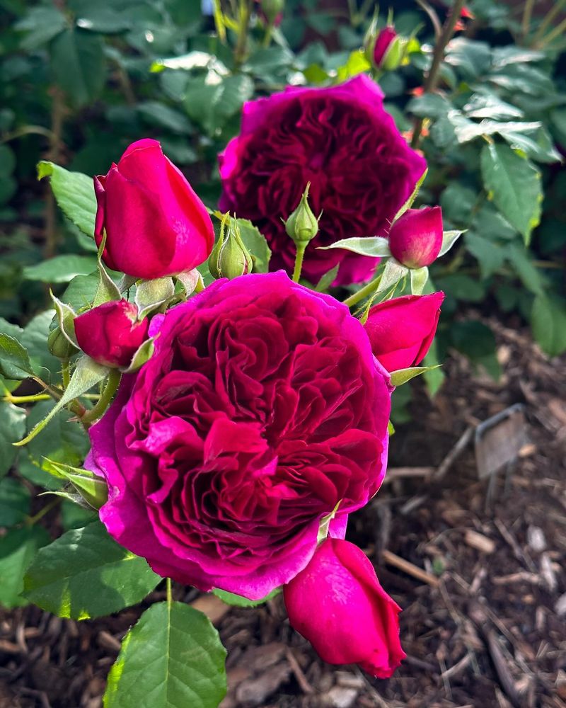 Roses: Sun-Soaking Beauties