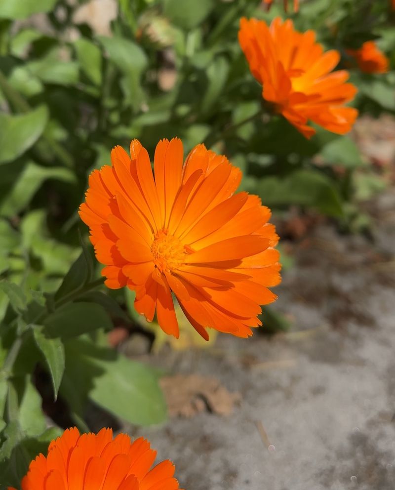 Calendula: Edible Petals With Medicinal Powers