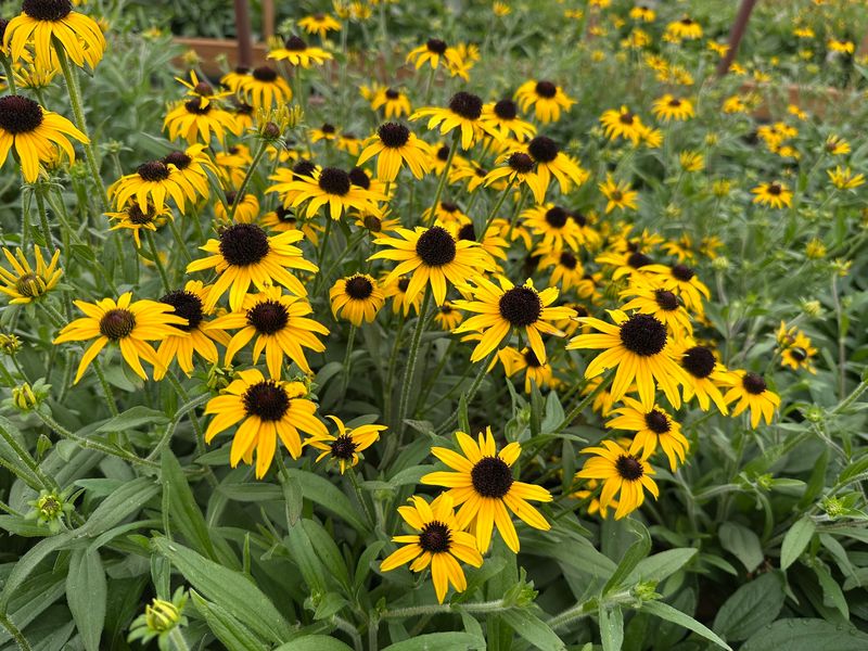 Black-Eyed Susan's Light Addiction