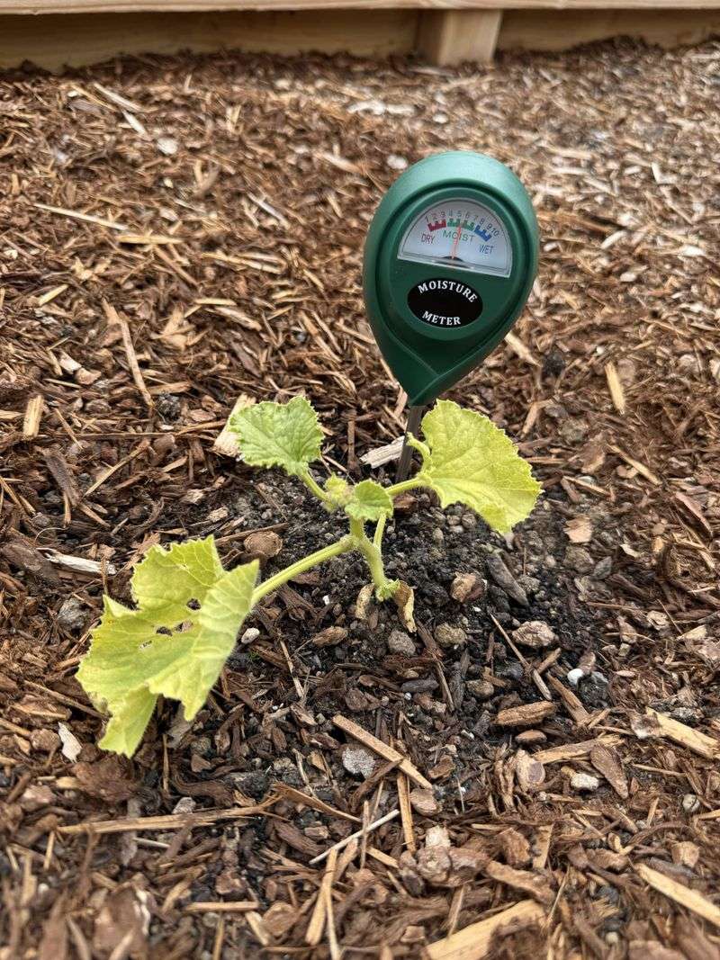 Test Soil Before Planting