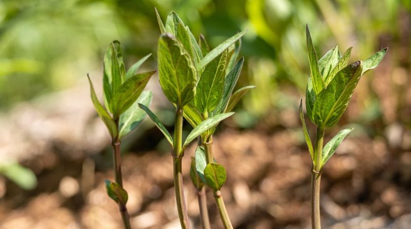 Divide Established Plants
