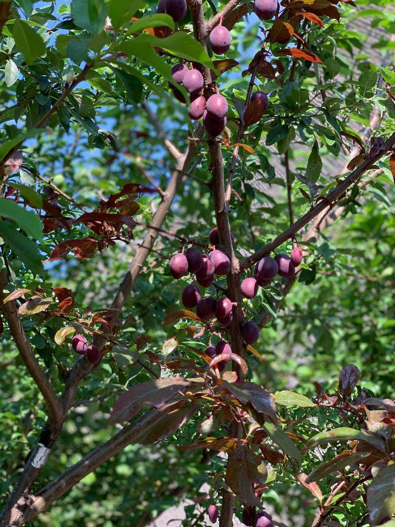 Ask About Rootstock Options