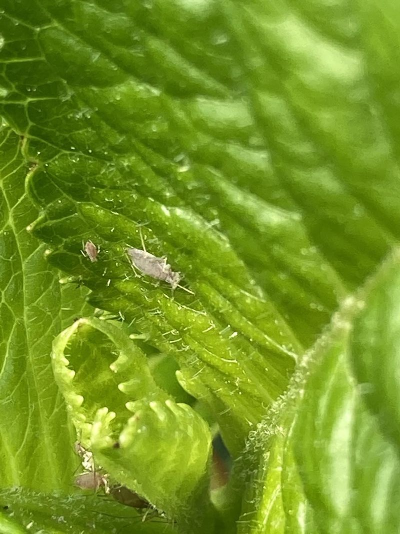 Prevent Pest Problems Early